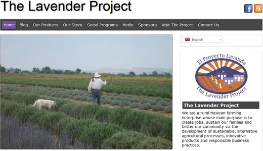 lavender project