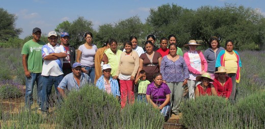mexikó levendula termesztők